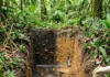Terra preta concentra quatro elementos no solo amazônico e mantém fertilidade que o terreno vizinho não alcança nem com adubo em dois ambientes Terra preta concentra quatro elementos no solo amazônico e mantém fertilidade que o terreno vizinho não alcança nem com adubo em dois ambientes