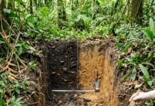 Terra preta concentra quatro elementos no solo amazônico e mantém fertilidade que o terreno vizinho não alcança nem com adubo em dois ambientes Terra preta concentra quatro elementos no solo amazônico e mantém fertilidade que o terreno vizinho não alcança nem com adubo em dois ambientes