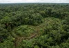 Estruturas de terra sob a mata são datadas entre 600 a.C. e 850 d.C. e indicam ocupação contínua por mais de mil anos Estruturas de terra sob a mata são datadas entre 600 a.C. e 850 d.C. e indicam ocupação contínua por mais de mil anos