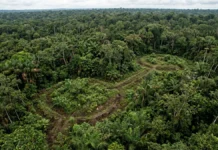 Estruturas de terra sob a mata são datadas entre 600 a.C. e 850 d.C. e indicam ocupação contínua por mais de mil anos Estruturas de terra sob a mata são datadas entre 600 a.C. e 850 d.C. e indicam ocupação contínua por mais de mil anos