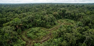 Estruturas de terra sob a mata são datadas entre 600 a.C. e 850 d.C. e indicam ocupação contínua por mais de mil anos Estruturas de terra sob a mata são datadas entre 600 a.C. e 850 d.C. e indicam ocupação contínua por mais de mil anos