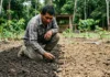 Agricultor amazônico encontra uma mancha escura, compara texturas e mantém a roça fértil sem correção do solo Agricultor amazônico encontra 1 mancha escura, compara 2 texturas e mantém a roça fértil sem correção do solo