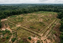 Geoglifos do Acre aparecem após duas pistas e uma datação recua a ocupação pré-colonial para antes do esperado Geoglifos do Acre aparecem após duas pistas e uma datação recua a ocupação pré-colonial para antes do esperado