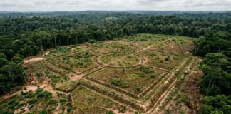 Geoglifos do Acre aparecem após duas pistas e uma datação recua a ocupação pré-colonial para antes do esperado Geoglifos do Acre aparecem após duas pistas e uma datação recua a ocupação pré-colonial para antes do esperado