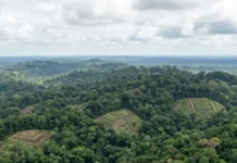 Lidar revela uma paisagem construída sob a floresta e reabre duas perguntas sobre quem viveu ali Lidar revela uma paisagem construída sob a floresta e reabre duas perguntas sobre quem viveu ali