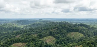 Lidar revela uma paisagem construída sob a floresta e reabre duas perguntas sobre quem viveu ali Lidar revela uma paisagem construída sob a floresta e reabre duas perguntas sobre quem viveu ali