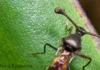 Ácaros predadores revelam por que fêmeas escolhem machos maiores em uma hipótese da evolução sexual Ácaros predadores revelam por que fêmeas escolhem machos maiores em uma hipótese da evolução sexual