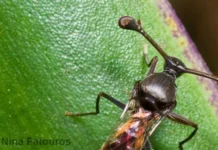 Ácaros predadores revelam por que fêmeas escolhem machos maiores em uma hipótese da evolução sexual Ácaros predadores revelam por que fêmeas escolhem machos maiores em uma hipótese da evolução sexual