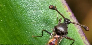 Ácaros predadores revelam por que fêmeas escolhem machos maiores em uma hipótese da evolução sexual Ácaros predadores revelam por que fêmeas escolhem machos maiores em uma hipótese da evolução sexual