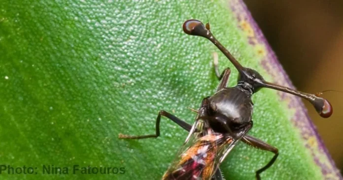 Ácaros predadores revelam por que fêmeas escolhem machos maiores em uma hipótese da evolução sexual