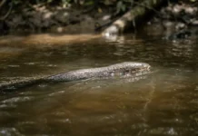 Peixes elétricos produzem sinais que poderiam saturar seus sentidos, mas células do cérebro evitam o apagão Peixes elétricos produzem sinais que poderiam saturar seus sentidos, mas células do cérebro evitam o apagão