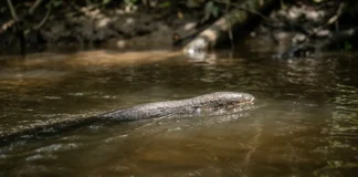 Peixes elétricos produzem sinais que poderiam saturar seus sentidos, mas células do cérebro evitam o apagão Peixes elétricos produzem sinais que poderiam saturar seus sentidos, mas células do cérebro evitam o apagão
