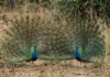Pavões evoluem enfeites mais rápido que primatas desenvolvem presas, indica modelo com 10 grupos animais Pavões evoluem enfeites mais rápido que primatas desenvolvem presas, indica modelo com 10 grupos animais