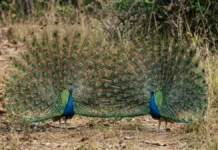 Pavões evoluem enfeites mais rápido que primatas desenvolvem presas, indica modelo com 10 grupos animais Pavões evoluem enfeites mais rápido que primatas desenvolvem presas, indica modelo com 10 grupos animais