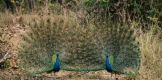 Pavões evoluem enfeites mais rápido que primatas desenvolvem presas, indica modelo com 10 grupos animais Pavões evoluem enfeites mais rápido que primatas desenvolvem presas, indica modelo com 10 grupos animais