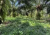 Solo coberto por puerária ajuda dendezeiros do Pará a atravessar estiagem ligada ao El Niño até 2027 Solo coberto por puerária ajuda dendezeiros do Pará a atravessar estiagem ligada ao El Niño até 2027