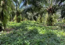 Solo coberto por puerária ajuda dendezeiros do Pará a atravessar estiagem ligada ao El Niño até 2027 Solo coberto por puerária ajuda dendezeiros do Pará a atravessar estiagem ligada ao El Niño até 2027