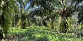 Solo coberto por puerária ajuda dendezeiros do Pará a atravessar estiagem ligada ao El Niño até 2027 Solo coberto por puerária ajuda dendezeiros do Pará a atravessar estiagem ligada ao El Niño até 2027