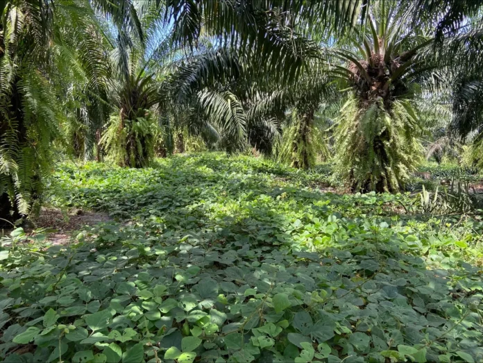 Solo coberto por puerária ajuda dendezeiros do Pará a atravessar estiagem ligada ao El Niño até 2027 Solo coberto por puerária ajuda dendezeiros do Pará a atravessar estiagem ligada ao El Niño até 2027