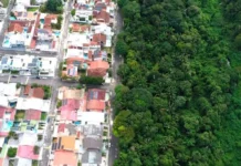 Floresta de 700 hectares sobrevive cercada por bairros e mantém nascentes, fauna e pesquisa em Manaus Floresta de 700 hectares sobrevive cercada por bairros e mantém nascentes, fauna e pesquisa em Manaus
