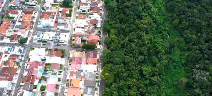 Floresta de 700 hectares sobrevive cercada por bairros e mantém nascentes, fauna e pesquisa em Manaus Floresta de 700 hectares sobrevive cercada por bairros e mantém nascentes, fauna e pesquisa em Manaus