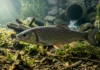 Um resto de remédio chega à água, danifica sinapses em peixes adultos e altera duas funções ligadas ao cérebro após exposição crônica Um resto de remédio chega à água, danifica sinapses em peixes adultos e altera duas funções ligadas ao cérebro após exposição crônica