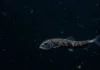 Pesquisa mostra que peixes do mar profundo respondem a três pressões com formas variadas e ritmos evolutivos diferentes Uma pesquisa mostra que peixes do mar profundo respondem a 3 pressões com formas variadas e ritmos evolutivos diferentes