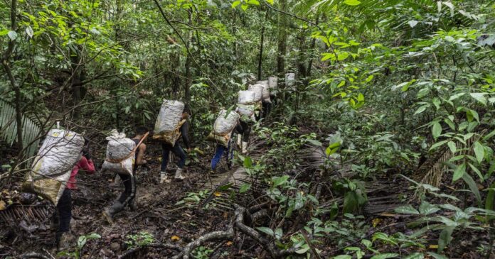 Açaí, castanha e pirarucu entram no PNL 2050 com portos, pistas indígenas e novas rotas no Norte