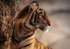 Tigre-de-bengala perde território e presas, enquanto 103 animais resistem nas montanhas do Butão Tigre-de-bengala perde território e presas, enquanto 103 animais resistem nas montanhas do Butão