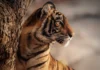 Tigre-de-bengala perde território e presas, enquanto 103 animais resistem nas montanhas do Butão Tigre-de-bengala perde território e presas, enquanto 103 animais resistem nas montanhas do Butão