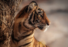 Tigre-de-bengala perde território e presas, enquanto 103 animais resistem nas montanhas do Butão Tigre-de-bengala perde território e presas, enquanto 103 animais resistem nas montanhas do Butão