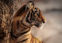 Tigre-de-bengala perde território e presas, enquanto 103 animais resistem nas montanhas do Butão Tigre-de-bengala perde território e presas, enquanto 103 animais resistem nas montanhas do Butão