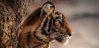 Tigre-de-bengala perde território e presas, enquanto 103 animais resistem nas montanhas do Butão Tigre-de-bengala perde território e presas, enquanto 103 animais resistem nas montanhas do Butão