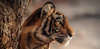 Tigre-de-bengala perde território e presas, enquanto 103 animais resistem nas montanhas do Butão Tigre-de-bengala perde território e presas, enquanto 103 animais resistem nas montanhas do Butão
