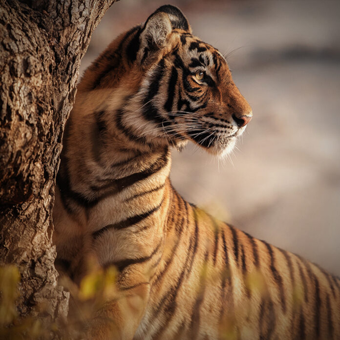 Tigre-de-bengala perde território e presas, enquanto 103 animais resistem nas montanhas do Butão