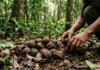 Em Roraima, 36 famílias mantêm coleta de castanha enquanto torre e carbono protegem 14 mil hectares Em Roraima, 36 famílias mantêm coleta de castanha enquanto torre e carbono protegem 14 mil hectares