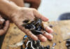 Sururu some dos rios do Recife, aumenta o tempo de pesca e ameaça renda de marisqueiras sem defeso Sururu some dos rios do Recife, aumenta o tempo de pesca e ameaça renda de marisqueiras sem defeso