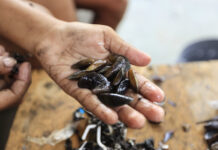 Sururu some dos rios do Recife, aumenta o tempo de pesca e ameaça renda de marisqueiras sem defeso Sururu some dos rios do Recife, aumenta o tempo de pesca e ameaça renda de marisqueiras sem defeso
