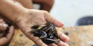 Sururu some dos rios do Recife, aumenta o tempo de pesca e ameaça renda de marisqueiras sem defeso Sururu some dos rios do Recife, aumenta o tempo de pesca e ameaça renda de marisqueiras sem defeso