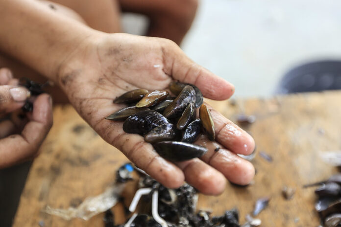 Sururu some dos rios do Recife, aumenta o tempo de pesca e ameaça renda de marisqueiras sem defeso Sururu some dos rios do Recife, aumenta o tempo de pesca e ameaça renda de marisqueiras sem defeso
