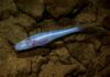 Peixe-caverna batizado de Demogorgon é encontrado após passar 40 anos escondido em base militar Peixe-caverna batizado de Demogorgon é encontrado após passar 40 anos escondido em base militar