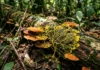 IA encontra quase 800 proteínas vegetais e aponta ervilha e batata para novos alimentos sustentáveis IA encontra quase 800 proteínas vegetais e aponta ervilha e batata para novos alimentos sustentáveis
