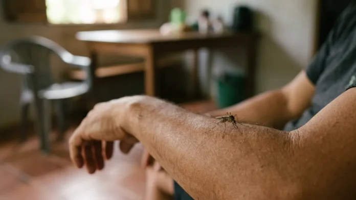 Estudo com 119 pessoas revela por que três espécies de mosquito escolhem vítimas diferentes Estudo com 119 pessoas revela por que três espécies de mosquito escolhem vítimas diferentes