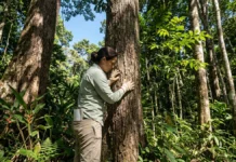 Mais árvores, mais estabilidade: projeto global testa se florestas diversas resistem melhor ao clima extremo Mais árvores, mais estabilidade: projeto global testa se florestas diversas resistem melhor ao clima extremo
