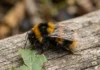 Aquecimento reduz habitat de 47 espécies de abelhões na Europa e muda áreas de polinização Aquecimento reduz habitat de 47 espécies de abelhões na Europa e muda áreas de polinização