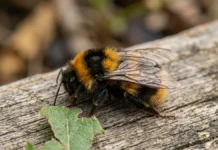 Aquecimento reduz habitat de 47 espécies de abelhões na Europa e muda áreas de polinização Aquecimento reduz habitat de 47 espécies de abelhões na Europa e muda áreas de polinização