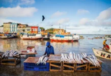 Mais de 2,7 mil espécies de peixes mantêm a floresta amazônica viva, mas rios perdem conexão Mais de 2,7 mil espécies de peixes mantêm a floresta amazônica viva, mas rios perdem conexão