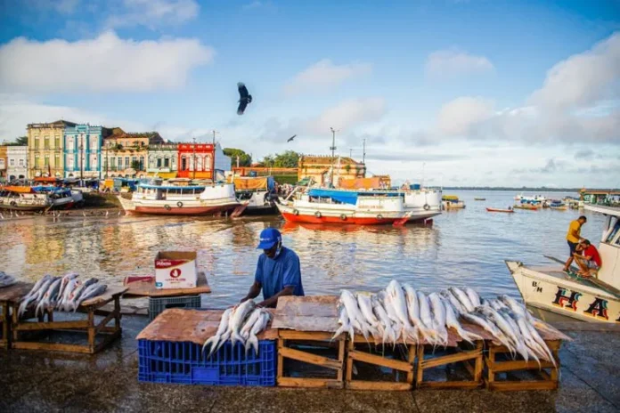 Mais de 2,7 mil espécies de peixes mantêm a floresta amazônica viva, mas rios perdem conexão Mais de 2,7 mil espécies de peixes mantêm a floresta amazônica viva, mas rios perdem conexão