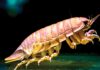 Crustáceos Isópodes gigantes passam mais de 5 anos sem comer e revelam gene bacteriano que reduz o metabolismo Crustáceos Isópodes gigantes passam mais de 5 anos sem comer e revelam gene bacteriano que reduz o metabolismo
