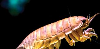 Crustáceos Isópodes gigantes passam mais de 5 anos sem comer e revelam gene bacteriano que reduz o metabolismo Crustáceos Isópodes gigantes passam mais de 5 anos sem comer e revelam gene bacteriano que reduz o metabolismo